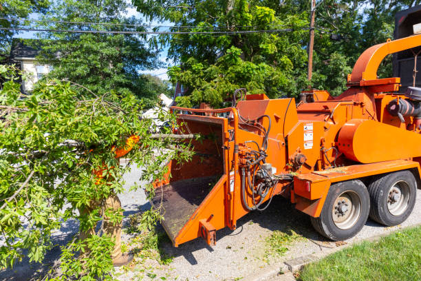 Best Arborist Services Near Me  in Hilltop, SC